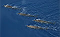 whales_061109