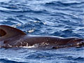 whales_120811