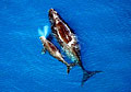 whales_170309