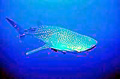 whaleshar_300905