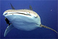 whaleshark_010208