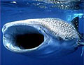 whaleshark_130505