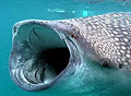 whaleshark_240106