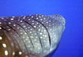 whaleshark_260905