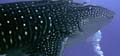 whaleshark_spots_081005