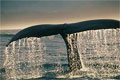whalesperm_230605