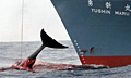whaling_010307