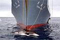 whaling_050310
