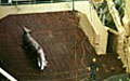 whaling_130405