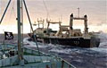 whaling_150207