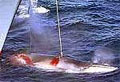 whaling_170606