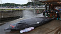 whaling_180209