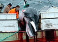 whaling_181006