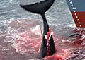 whaling_190606