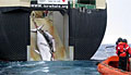 whaling_230210