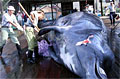 whaling_271205