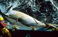 whaling_290406
