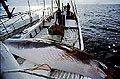 whaling_290705