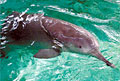 white-flag-dolphin_181206
