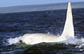 white-killer-whale_230412