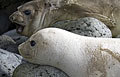 white-seal_210509