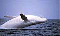 white-whale_131107