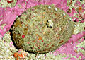 whiteAbalone_061108