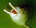white_flag_dolphin_110305