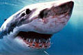 white_shark