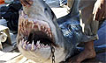 whitetip-capture_041210