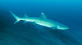 whitetip_100309