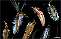 worms_220809