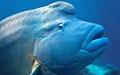 wrasse_011004