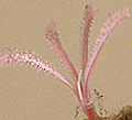 zombie_worm_201005